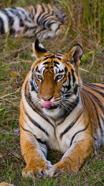 ritratto ravvicinato di una tigre
 - Foto, immagini