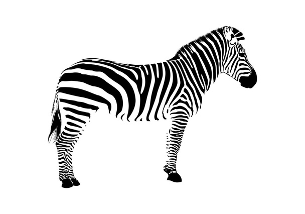 Zebra silhouette - ベクター画像