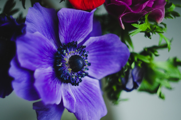 Beautiful romantic spring flower anemone macro - Zdjęcie, obraz