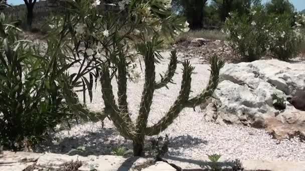 Dekorativer Kaktus im Garten - Filmmaterial, Video