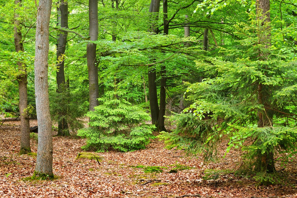 Wiosną lasu w Holandii - Zdjęcie, obraz