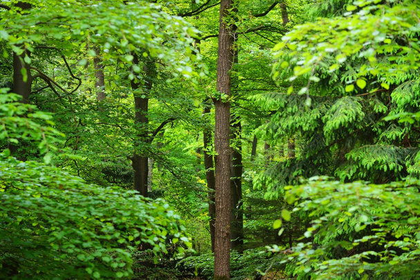 Forêt printanière aux Pays-Bas
 - Photo, image