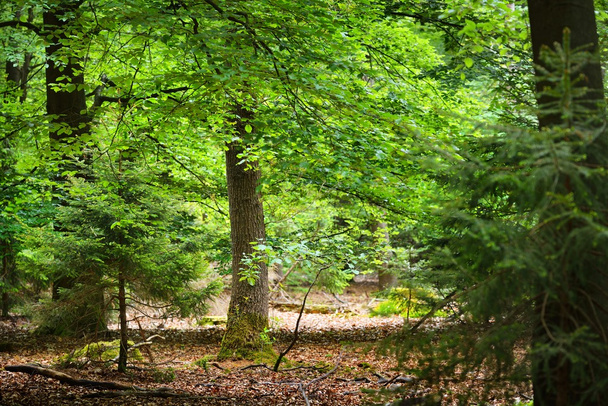 Frühlingswald in den Niederlanden - Foto, Bild