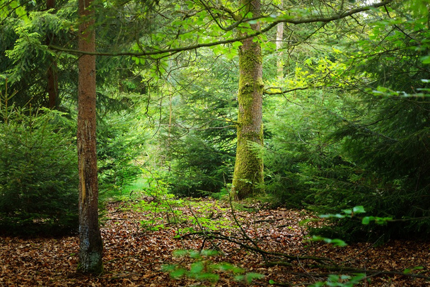 Foresta primaverile nei Paesi Bassi
 - Foto, immagini