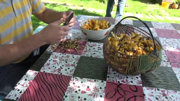 mão macho limpo cogumelo chanterelle no quintal da mesa de madeira. 4K
 - Filmagem, Vídeo