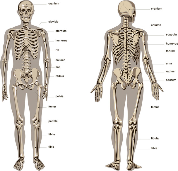 人体解剖図の設定 - 写真・画像