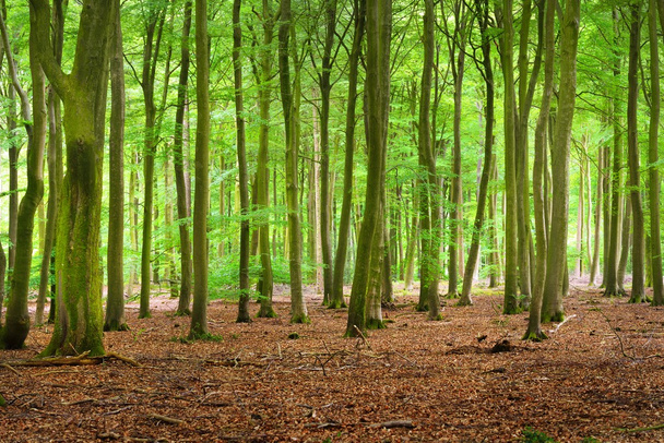 Bahar orman Hollanda - Fotoğraf, Görsel