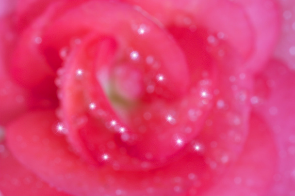 ぼやけたピンク ベゴニアの花 - 写真・画像