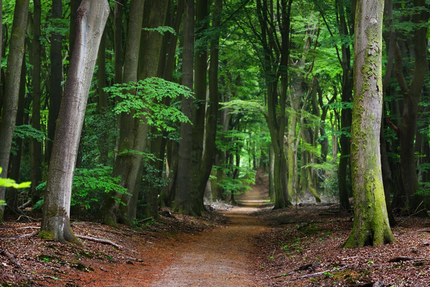 Caminhada em uma floresta de primavera
 - Foto, Imagem