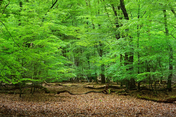 Весенний лес в Нидерландах
 - Фото, изображение