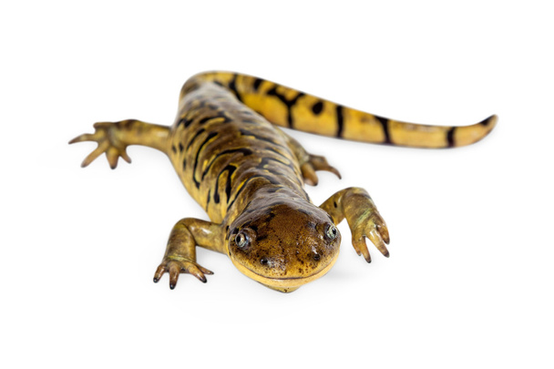 Тигровая саламандра
 - Фото, изображение