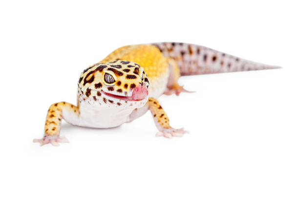Leopard gecko ještěrky - Fotografie, Obrázek