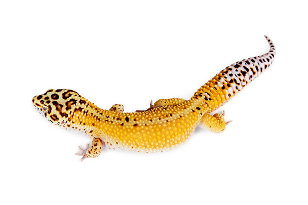 Lampart gecko jaszczurka - Zdjęcie, obraz
