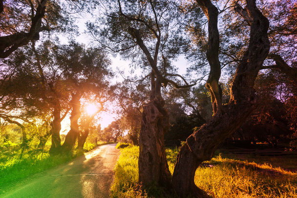 summer Olives garden - Photo, Image