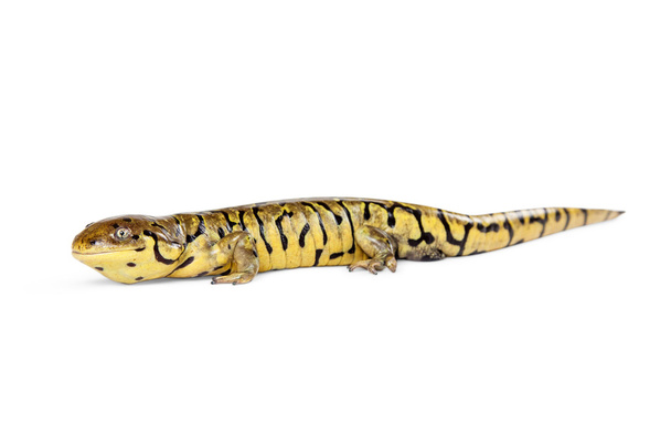 Tiger Salamander Lizard - Photo, Image