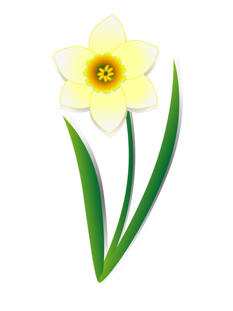 Daffodil on a white background. - Vector, Image