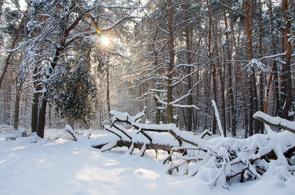 Paisagem de floresta conífera de inverno
 - Foto, Imagem