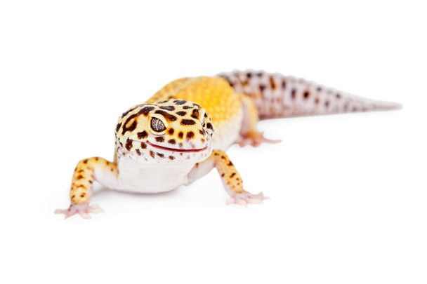 Lampart gecko jaszczurka - Zdjęcie, obraz