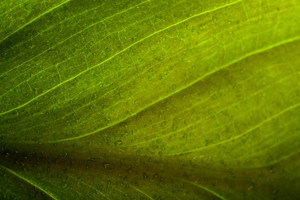 Macro shot of leaf with water drops - Φωτογραφία, εικόνα