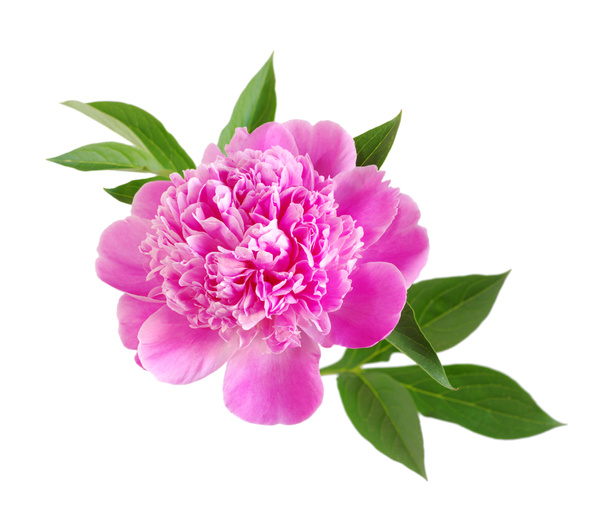 Růžový pivoňkový květ - Fotografie, Obrázek
