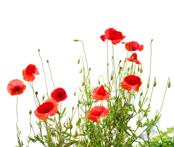 Red poppies - Photo, Image