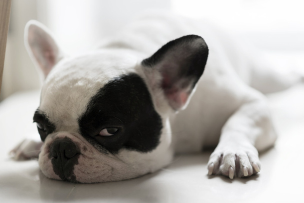 slaperig Franse bulldog - Foto, afbeelding