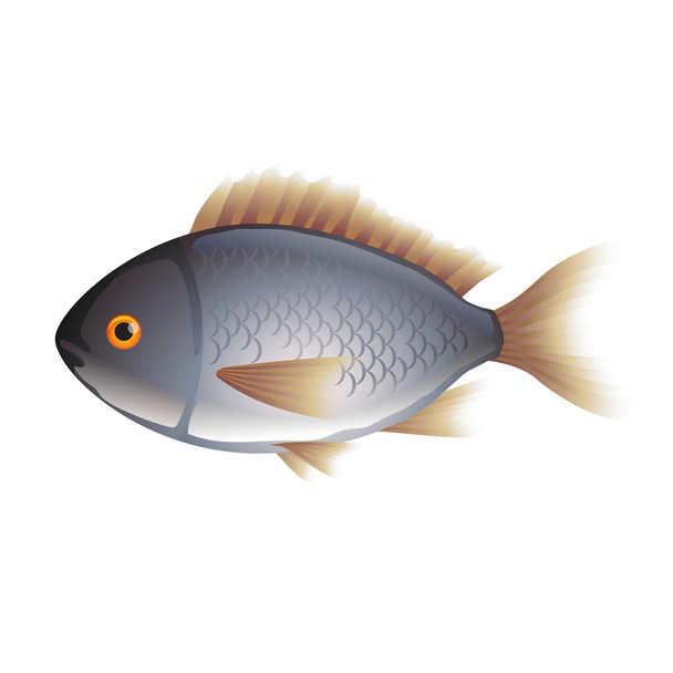 Dorada peces aislados en el vector blanco
 - Vector, Imagen