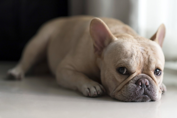 Bulldog francés tendido en el suelo y mirando
 - Foto, Imagen