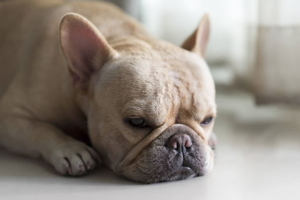 French bulldog laying on floor and looking - Valokuva, kuva