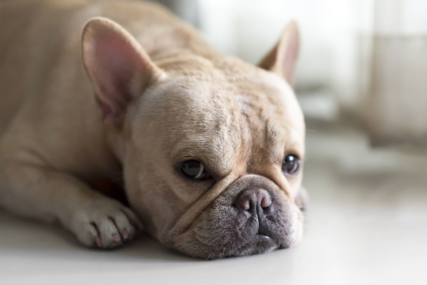 Franse bulldog tot op vloer en op zoek - Foto, afbeelding
