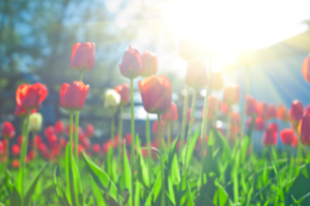 Campo de tulipanes de color rojo
 - Foto, imagen