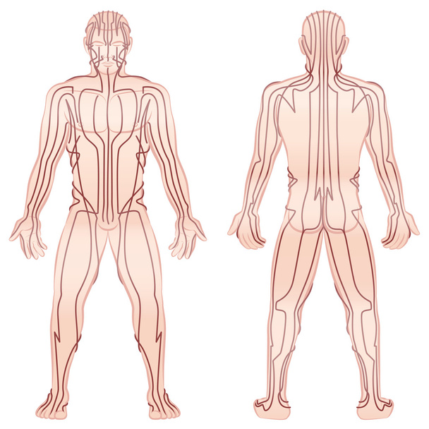 Meridiane männlicher Körper tcm - Vektor, Bild
