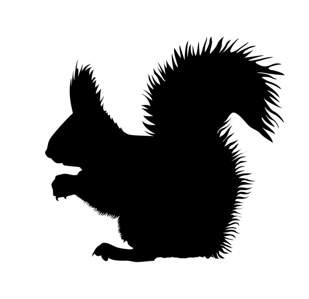 Squirrel vector - Vector, Image