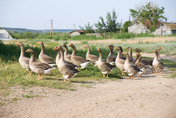 A herd of goose on the outskirts of the old village - Foto, imagen
