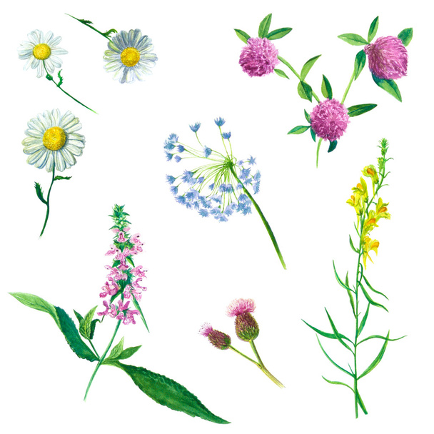 Watercolor illustration wildflowers - Foto, imagen