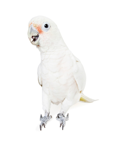 Uccello di cacatua di Goffin - Foto, immagini