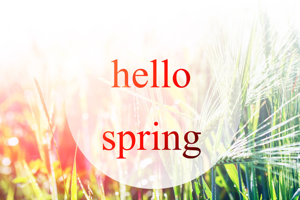 hello spring lettering and green field - Fotografie, Obrázek