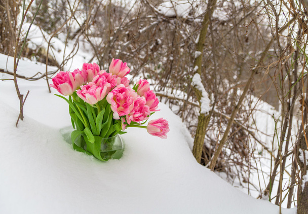 Tuoreita kukkia lumessa
 - Valokuva, kuva