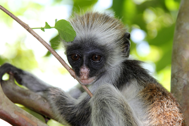Colobus opice na Zanzibaru - Fotografie, Obrázek