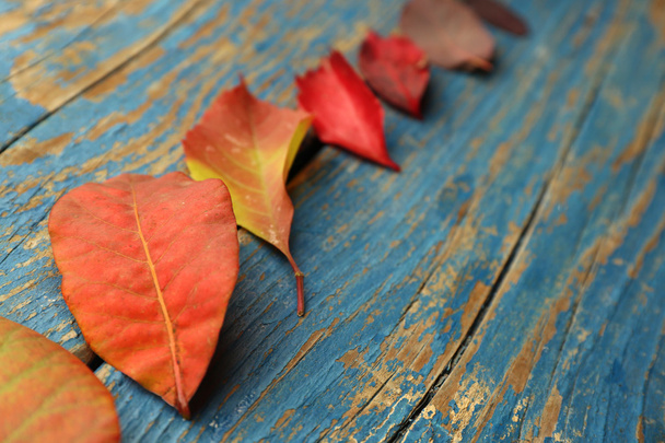 Autumn leaves background - Photo, Image