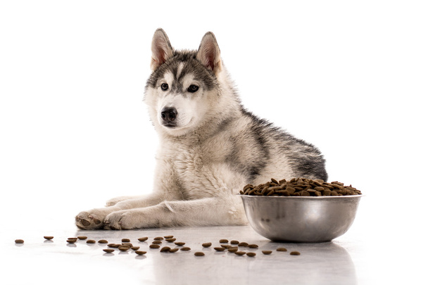 Mignon chien et sa nourriture sèche préférée sur un fond blanc
 - Photo, image