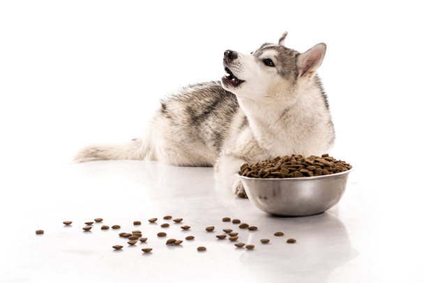 Mignon chien et sa nourriture sèche préférée sur un fond blanc
 - Photo, image