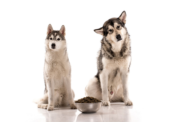 Симпатичные собаки и их любимая сухая еда на белом фоне
 - Фото, изображение