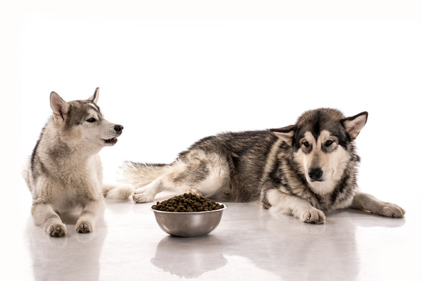 Lindos perros y su comida seca favorita sobre un fondo blanco
 - Foto, imagen