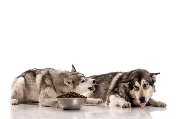 Leuke honden en hun favoriete droog voedsel op een witte achtergrond - Foto, afbeelding