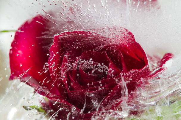 Small red rose frozen in a block of ice
  - Фото, изображение