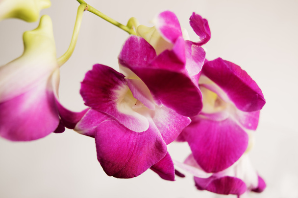 Orquídea roxa Dendrobium
 - Foto, Imagem