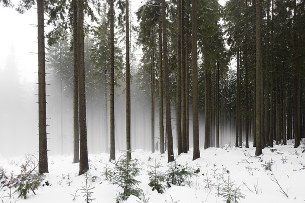 Снежные леса в польских горах
 - Фото, изображение