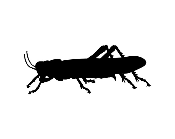 kobylka - Vektor, obrázek