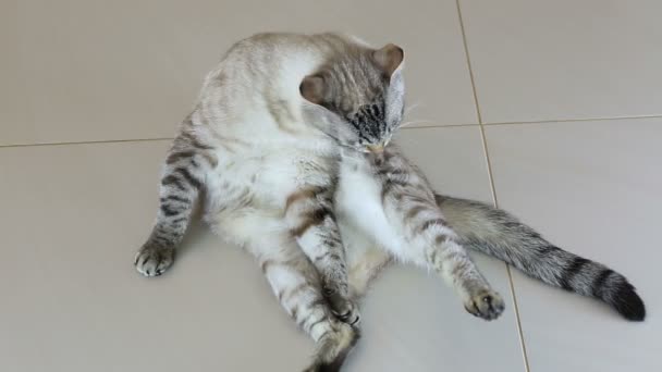 Bellissimo gatto tailandese lecca il suo corpo
. - Filmati, video